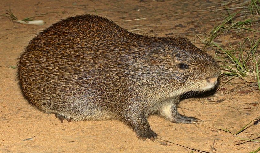 Thryonomyidae Cane rats facts, distribution & population BioDB